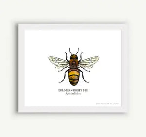 The Bower Studio - European Honey Bee - Print 5x7