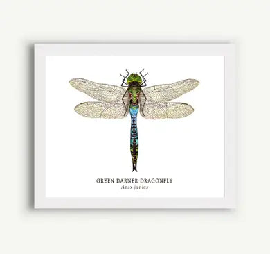 The Bower Studio - Green Darner Dragonfly Print - 5x7