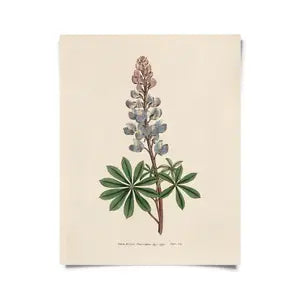 Curious Prints - Vintage Botanical Bluebonnet Flower Canvas Hanging
