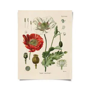 Curious Prints - Vintage Botanical Poppy Flower Print