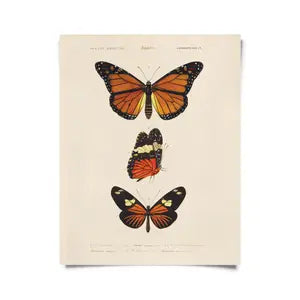 Curious Prints - Vintage Natural History d'Orbigny Butterfly Print