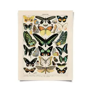 Curious Prints - Vintage Natural History French Butterfly Print
